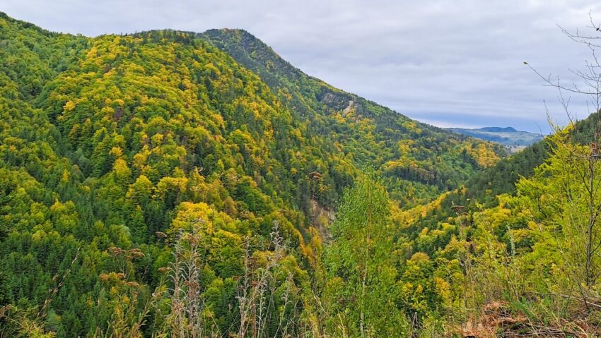Mii de hectare de pădure afectate de fenomenul de uscare în primele luni ale anului trecut