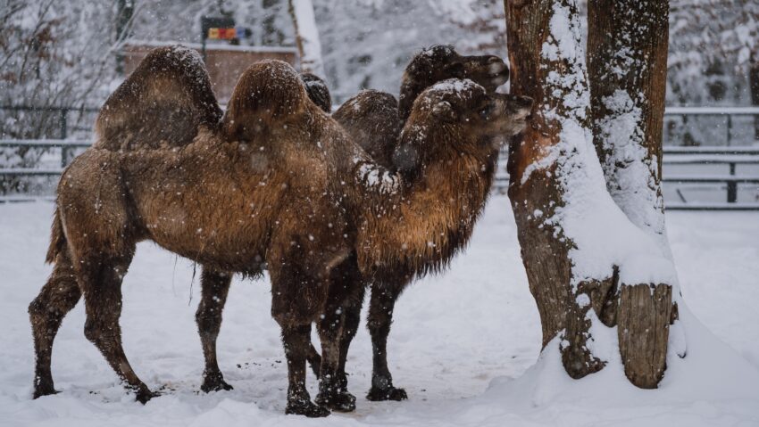 Temperaturile scăzute și zăpada nu afectează animalele de la Zoo Tg. Mureș