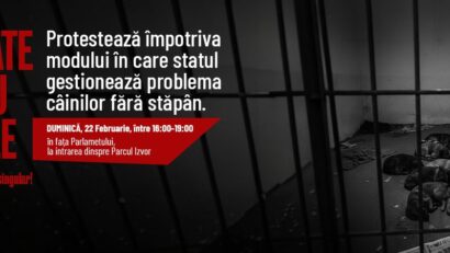 ONG-urile pentru protecția animalelor protestează azi după cazul adăpostului din Suraia