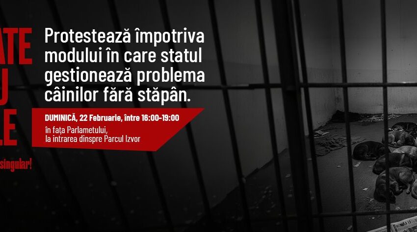 ONG-urile pentru protecția animalelor protestează azi după cazul adăpostului din Suraia