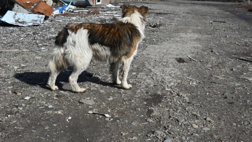 Mureș: Copil de 13 ani, rănit după ce a fost atacat de mai mulți câini