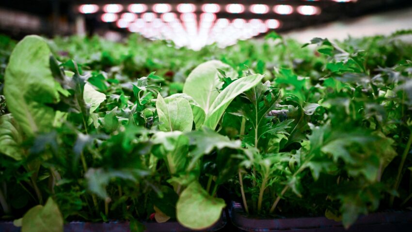 Salata verde, între legumele românești cu cele mai multe pesticide