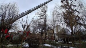 Pisică blocată în copac, salvată de pompierii mureșeni