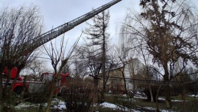 Pisică blocată în copac, salvată de pompierii mureșeni