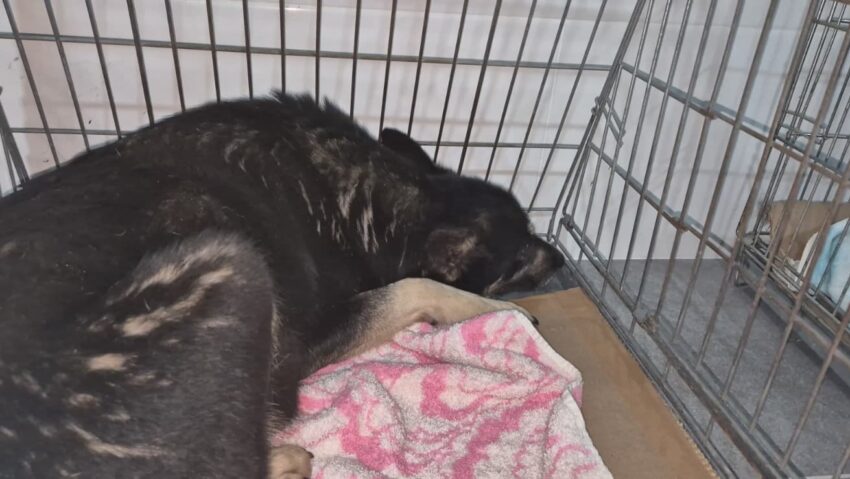 10 câini de la adăpostul privat din Suraia, salvați de Asociația Milioane de Prieteni