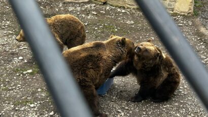 Urșii de la Grădina Zoologică Târgu Mureș au prevestit că încă nu vine primăvara