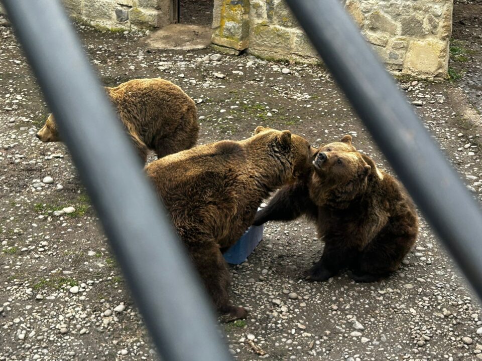 Urșii de la Grădina Zoologică Târgu Mureș au prevestit că încă nu vine primăvara