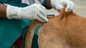 Caz de rabie confirmat la un câine din localitatea Oglinzi, județul Neamț