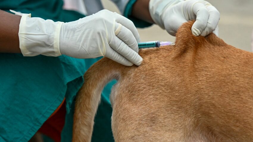 Caz de rabie confirmat la un câine din localitatea Oglinzi, județul Neamț