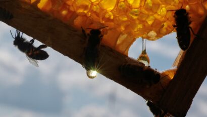 Apicultorii români, afectaţi de importuri