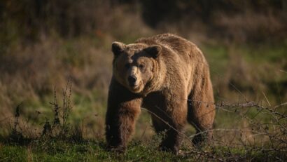 Bărbatul din Târgu Mureș atacat de urs este în stare stabilă, la spital