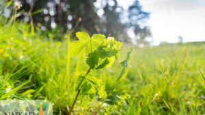 Programul ‘Poarta de Soare’ continuă cu revitalizarea spaţiilor urbane din Sfântu Gheorghe