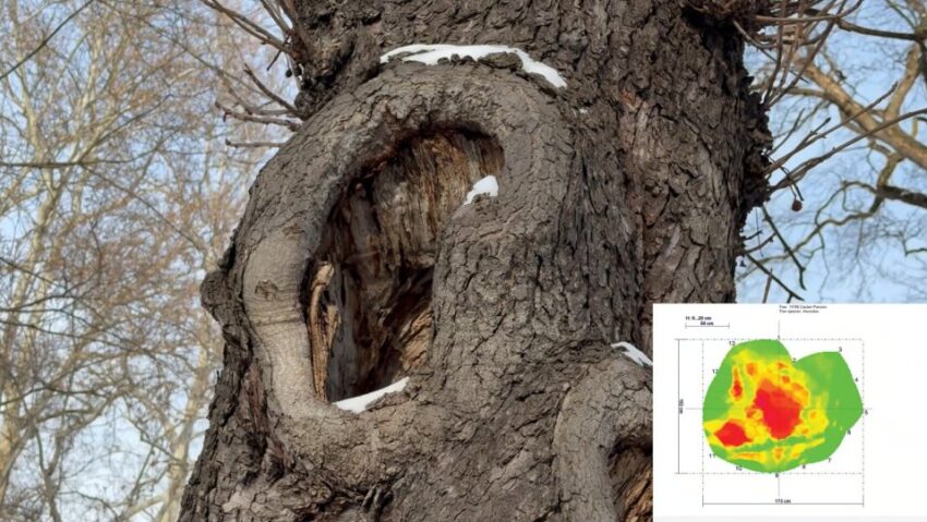 Peste 30 de arbori vor fi tăiaţi din municipiul Braşov