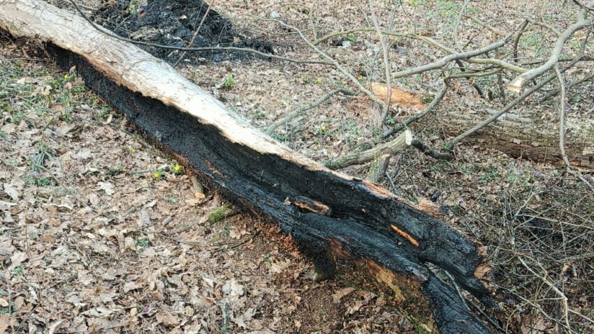 Un copac a luat foc pe o stradă din Târgu Mureș