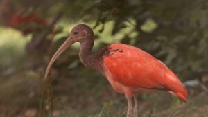 Noi exemplare de ibis, la Zoo Târgu Mureș