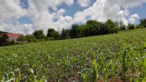 În premieră, tinerii fermieri pot solicita finanțări pentru modernizarea și dezvoltarea exploatațiilor agricole