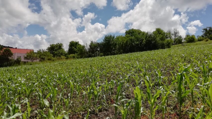 În premieră, tinerii fermieri pot solicita finanțări pentru modernizarea și dezvoltarea exploatațiilor agricole