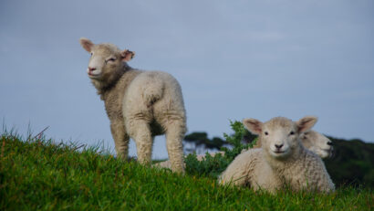 Costurile ridicate cresc prețul cărnii de miel