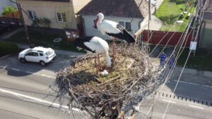 Cuiburile de barză din Dumbrăvioara pot fi urmărite live