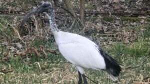 Noi exemplare de ibis, la Zoo Tg.Mureș