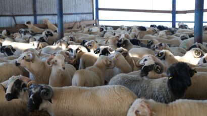 Exporturile românești de origine animală au crescut semnificativ între 2021 și 2025