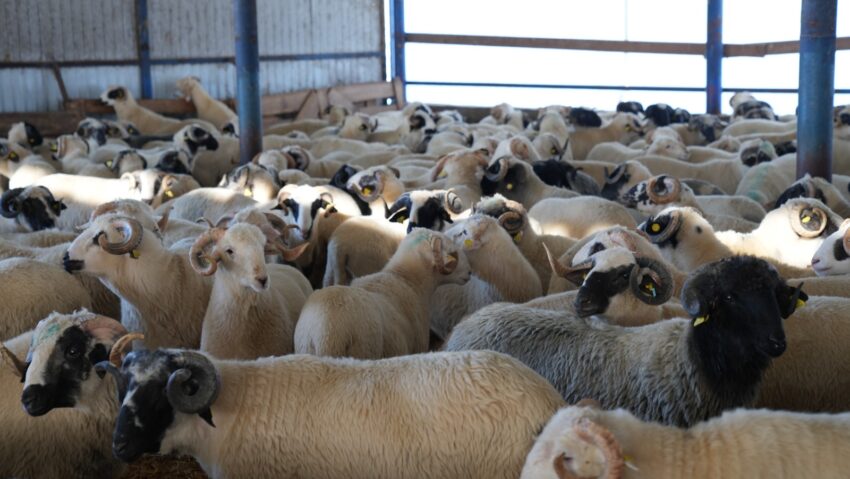 Exporturile românești de origine animală au crescut semnificativ între 2021 și 2025