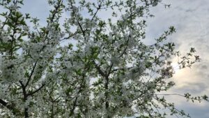 Informare de vreme rece, precipitaţii mixte şi vânt puternic, în perioada 20-23 aprilie