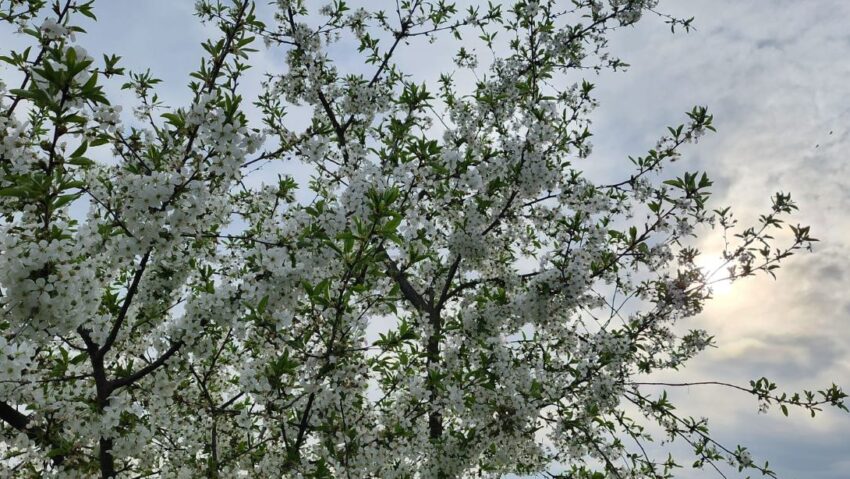 Informare de vreme rece, precipitaţii mixte şi vânt puternic, în perioada 20-23 aprilie