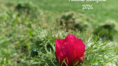 A înflorit primul bujor de stepă în Rezervaţia de la Zau de Câmpie