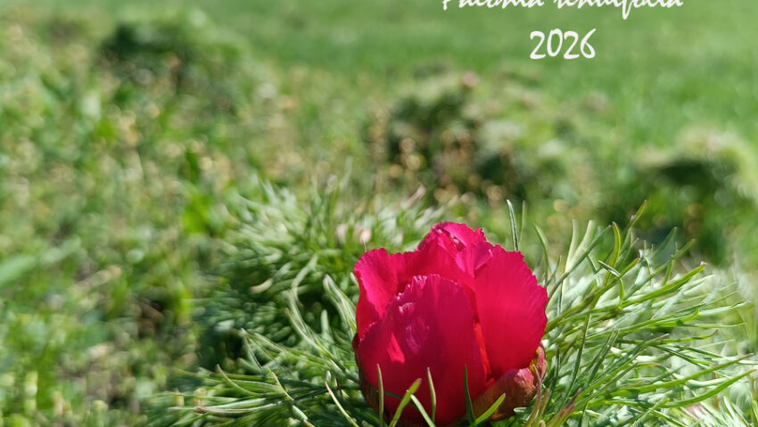 A înflorit primul bujor de stepă în Rezervaţia de la Zau de Câmpie