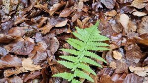 Vremea se va răci din nou