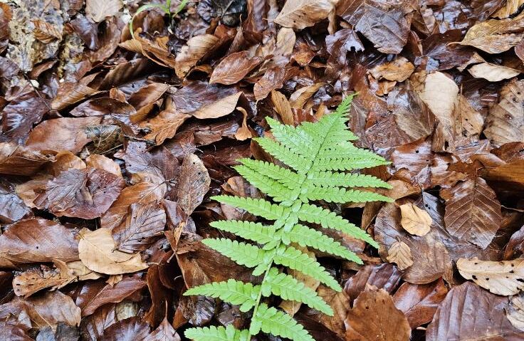 Vremea se va răci din nou