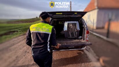 Percheziții într-un dosar privind organizarea de lupte între câini, în județul Mureș