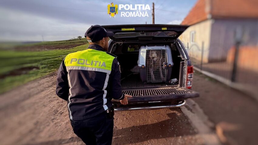Percheziții într-un dosar privind organizarea de lupte între câini, în județul Mureș