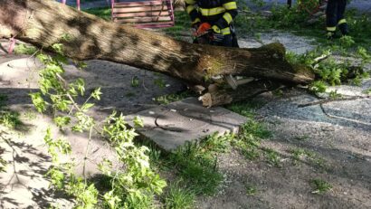 Mureș: Copaci în pericol de cădere din cauza vântului puternic