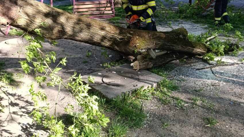 Mureș: Copaci în pericol de cădere din cauza vântului puternic