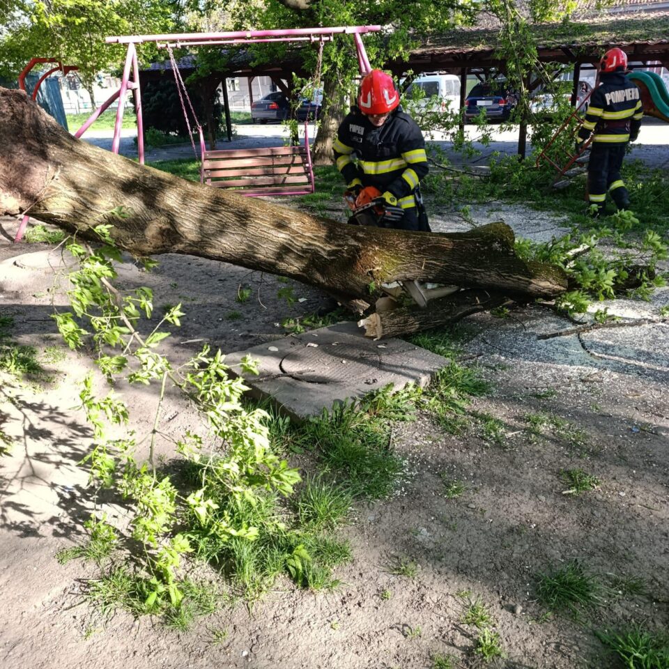 Mureș: Copaci în pericol de cădere din cauza vântului puternic