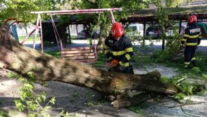 Mureș: Copaci în pericol de cădere din cauza vântului puternic