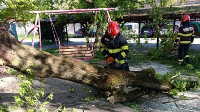 Mureș: Copaci în pericol de cădere din cauza vântului puternic