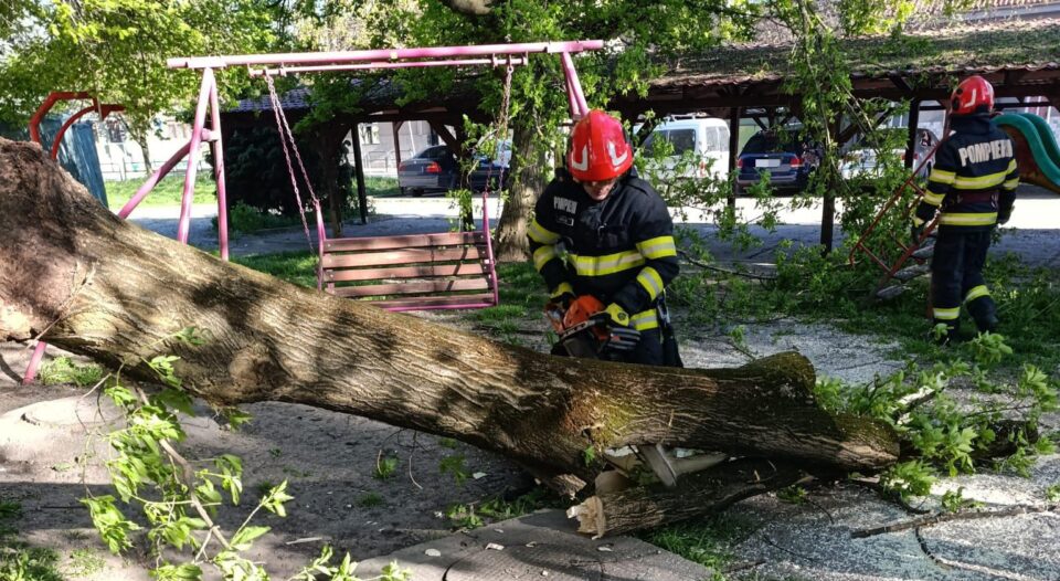 Mureș: Copaci în pericol de cădere din cauza vântului puternic
