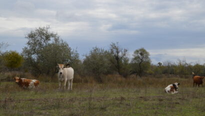 Producătorii români de lapte lucrează în pierdere cu 20-30 la sută, riscând să intre în faliment