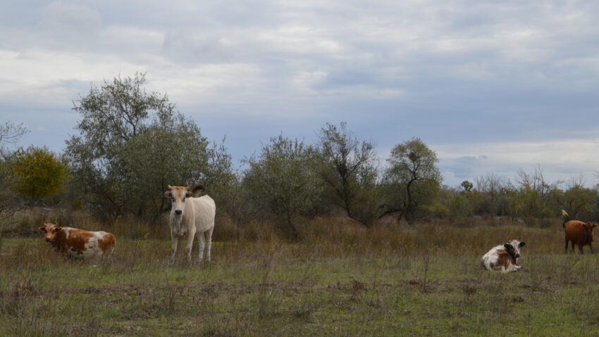 Producătorii români de lapte lucrează în pierdere cu 20-30 la sută, riscând să intre în faliment