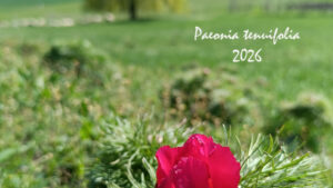 Două zile de evenimente la Festivalul Bujorului din județul Mureș