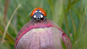 Încep să înflorească bujorii de stepă la Zau de Câmpie