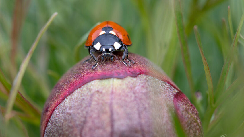 Încep să înflorească bujorii de stepă la Zau de Câmpie