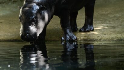 Columbia va sacrifica până la 80 de hipopotami