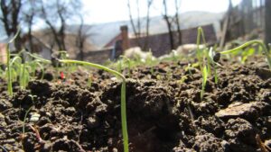 Peste 1.400 de elevi din Harghita s-au înscris într-un program de mentorat pentru protecţia mediului