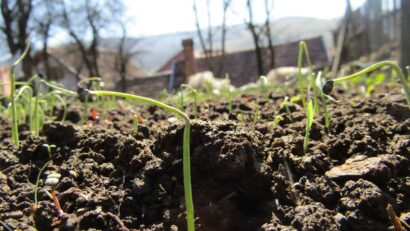 Peste 1.400 de elevi din Harghita s-au înscris într-un program de mentorat pentru protecţia mediului