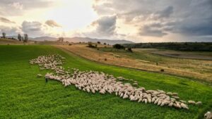 Program pilot de plăţi compensatorii pentru circa 40 de fermieri din Apold