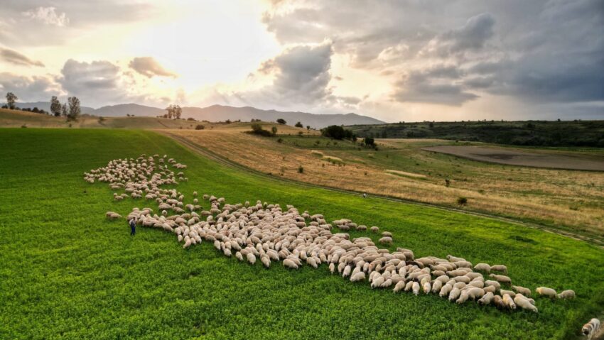 Program pilot de plăţi compensatorii pentru circa 40 de fermieri din Apold